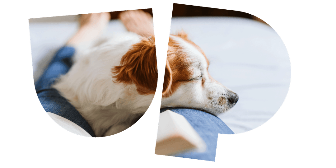A small dog with brown and white fur rests its head on a person's leg, lying on a bed with an open book on their lap.